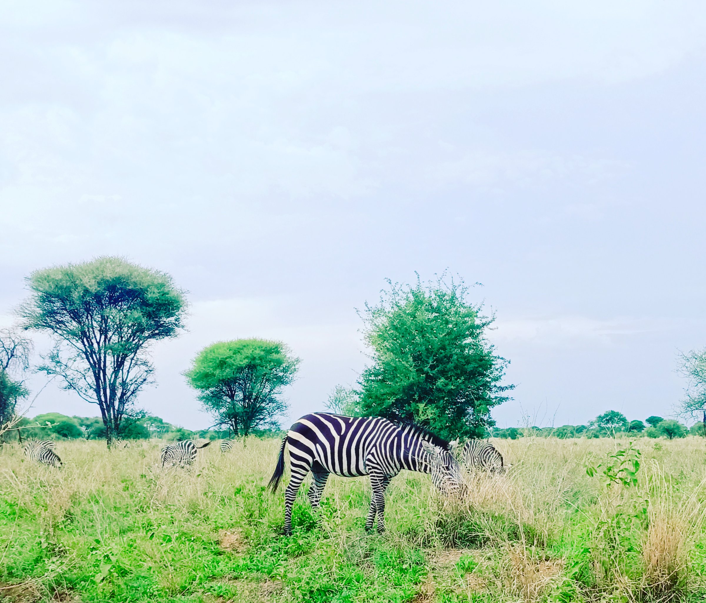 Majestic Africa Trails