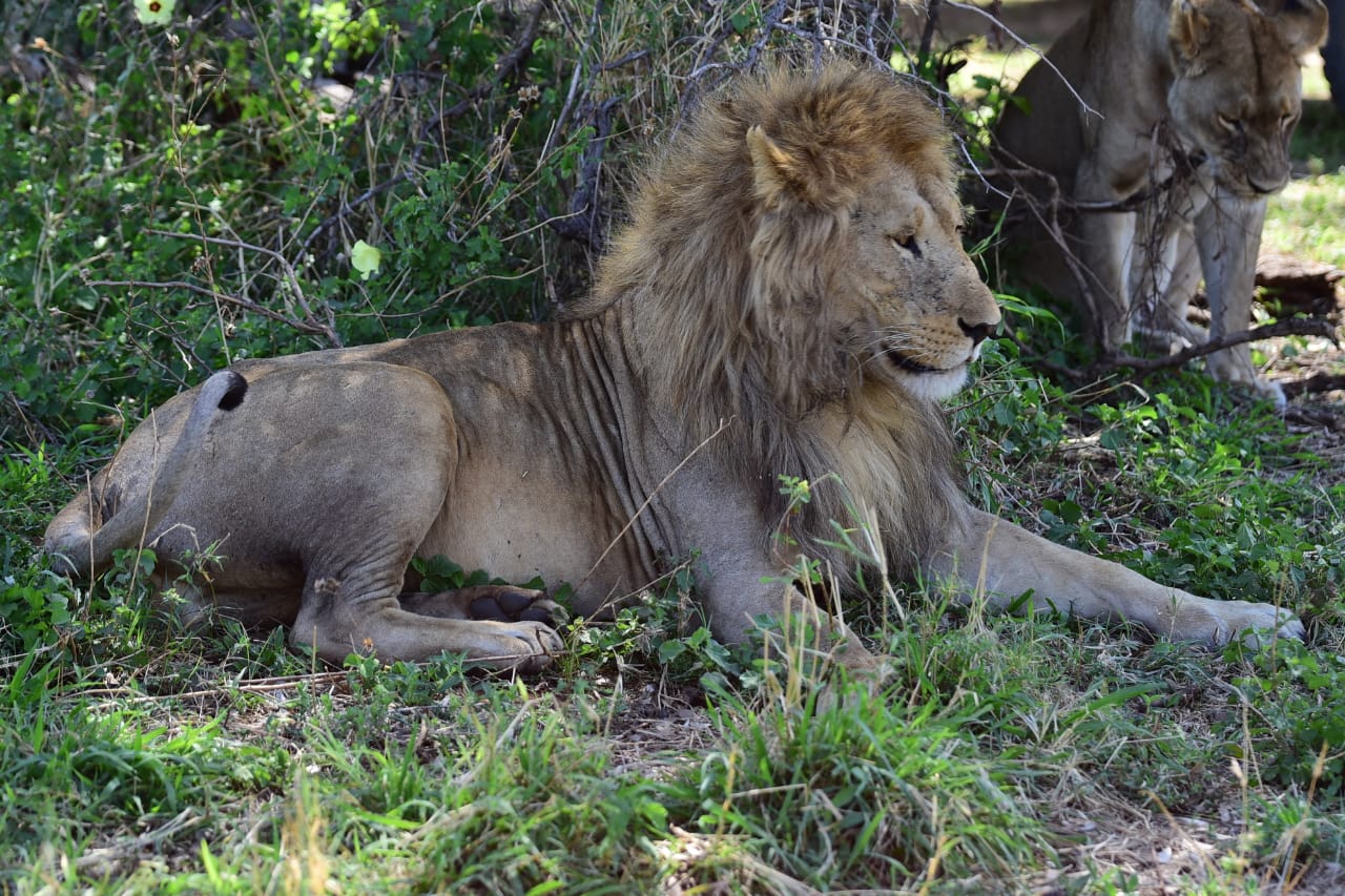 Tanzania Safari Adventures by Rocky Africa