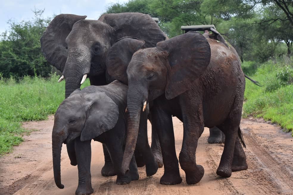 Tanzania Safari Adventures by Rocky Africa