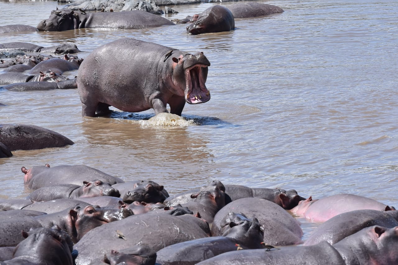 Tanzania Safari Adventures by Rocky Africa