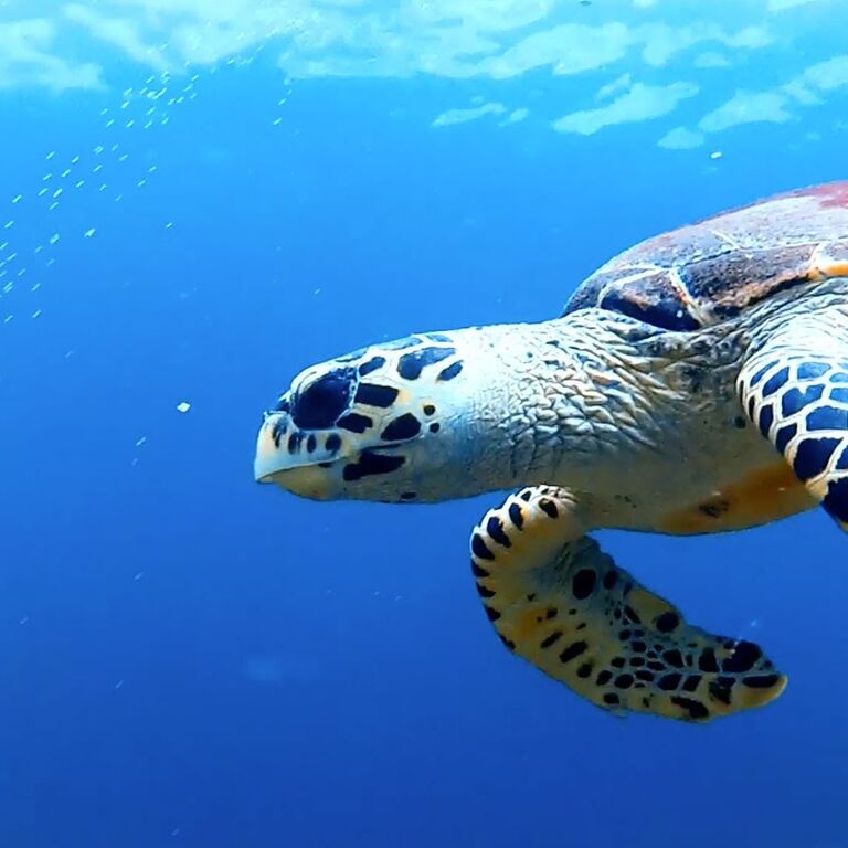 Blue View Divers