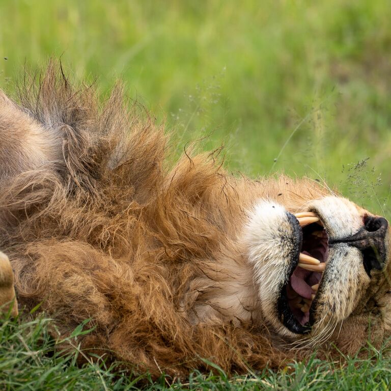 Tusafiri Africa safaris