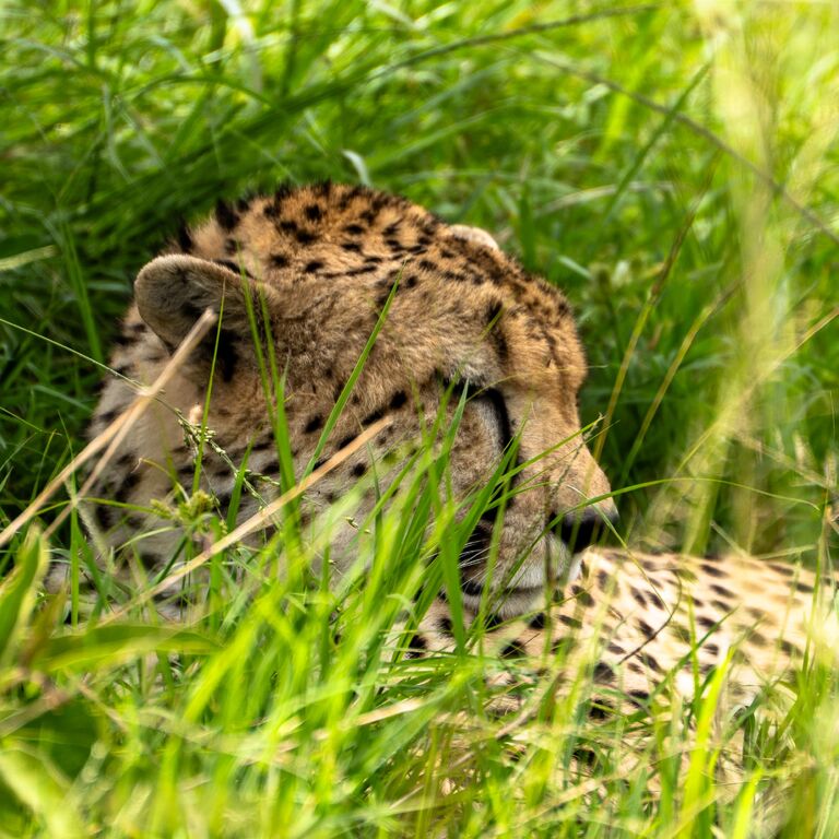 Tusafiri Africa safaris
