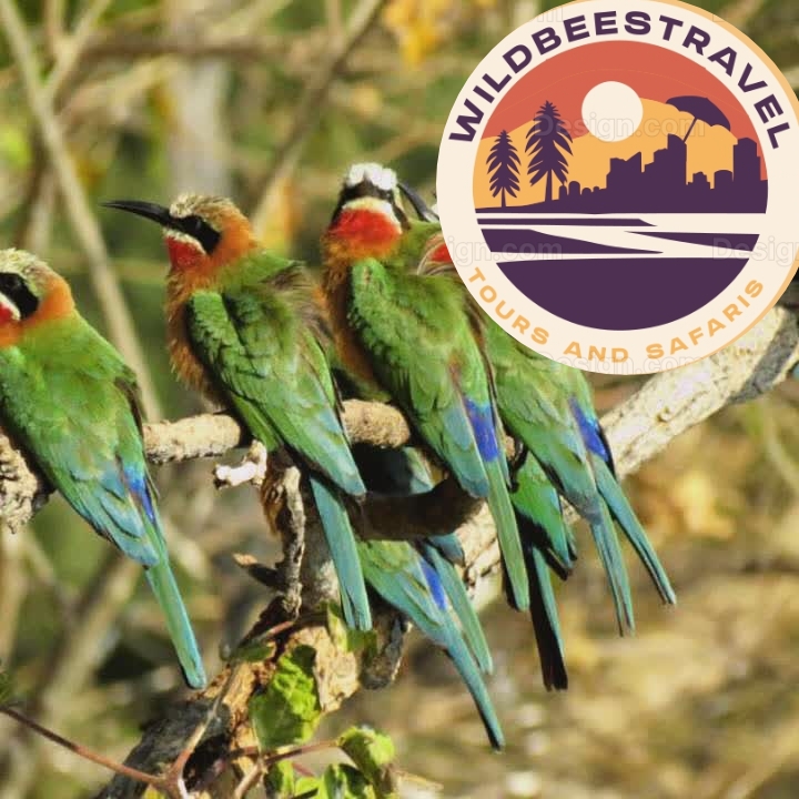 Wildbeestoursandsafaris