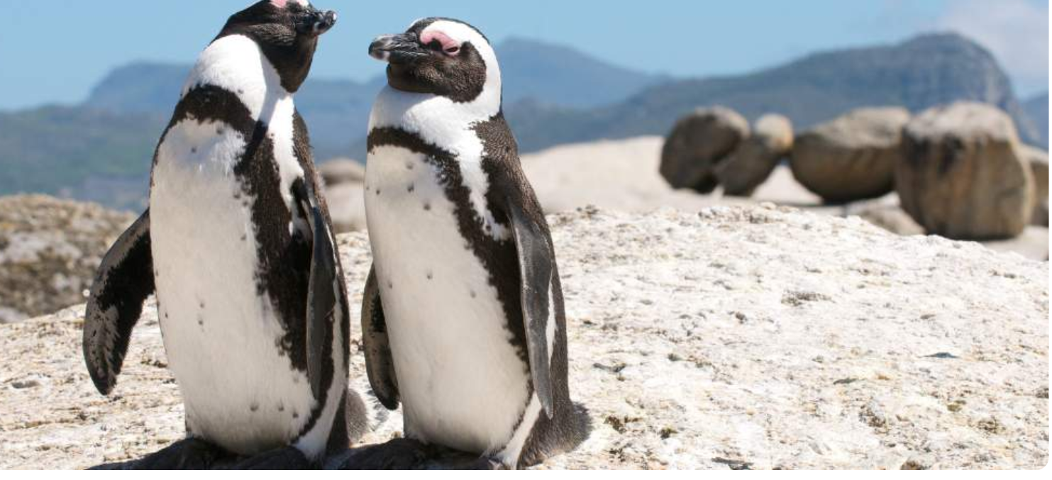 BEYOND CAPE TOURS