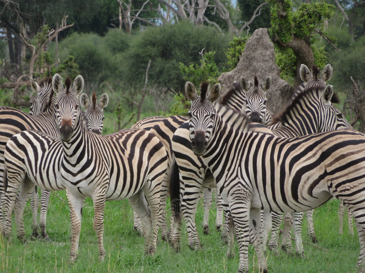 Moremi Game Reserve Day Trip