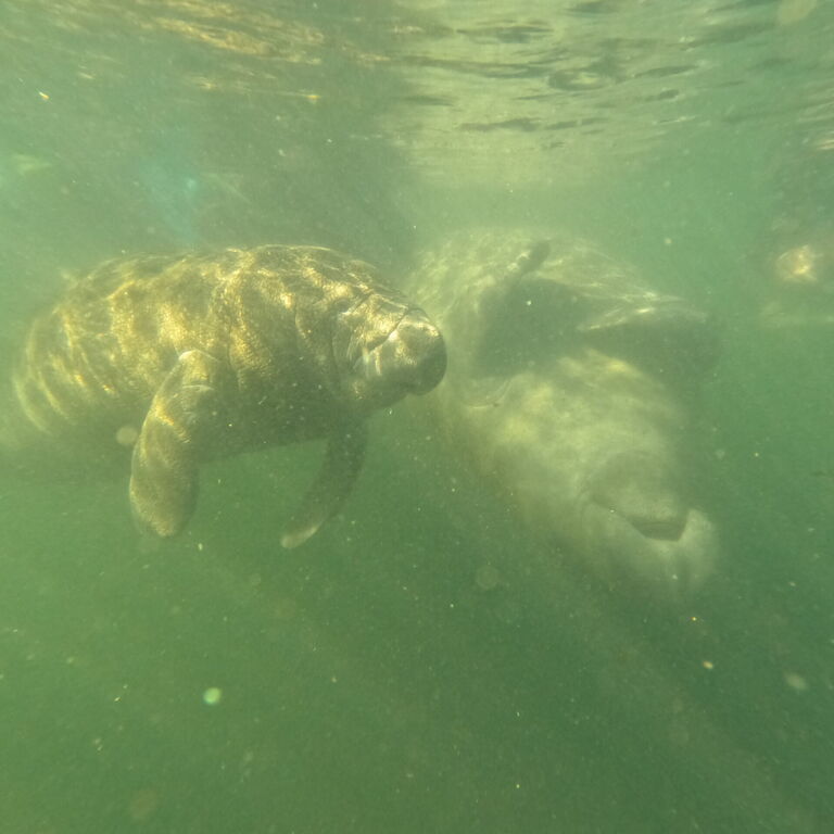 Seacow Safaris