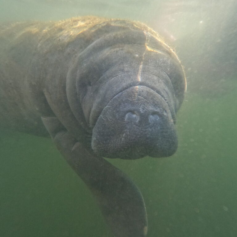 Seacow Safaris