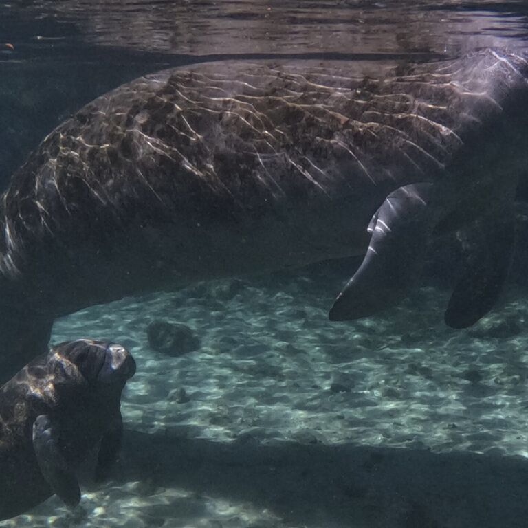 Seacow Safaris