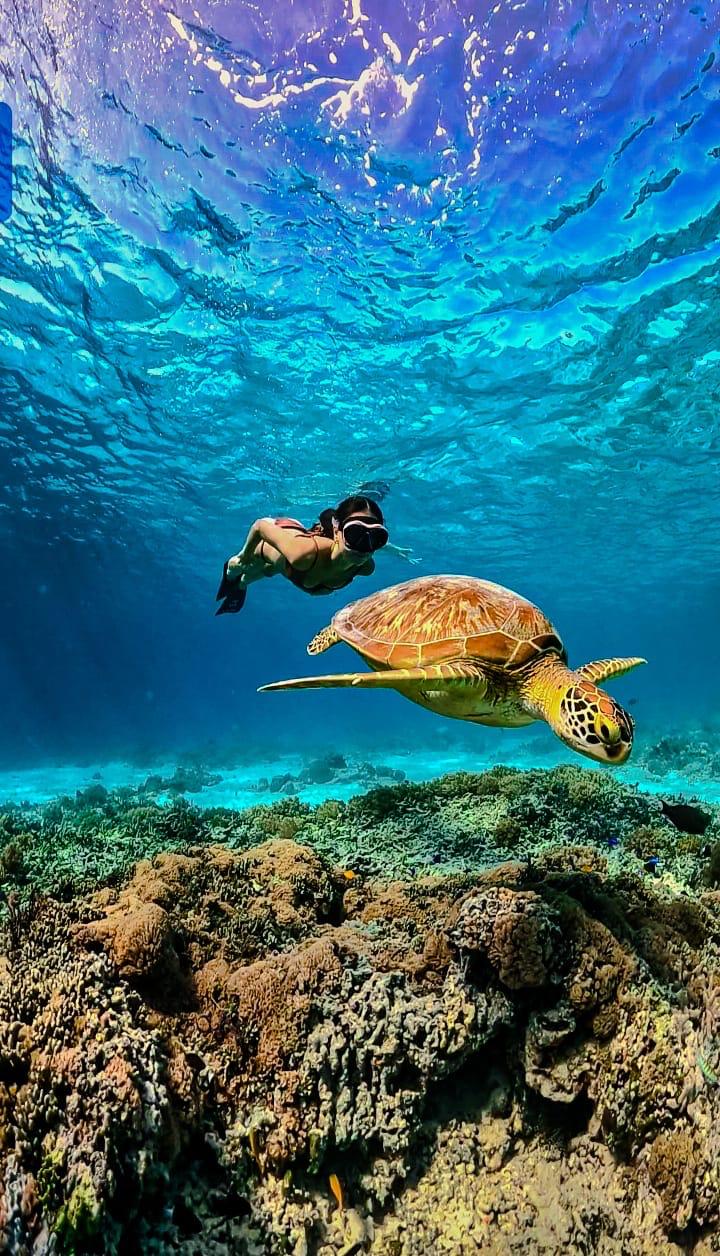 PT BALE LAUT INDONESIA