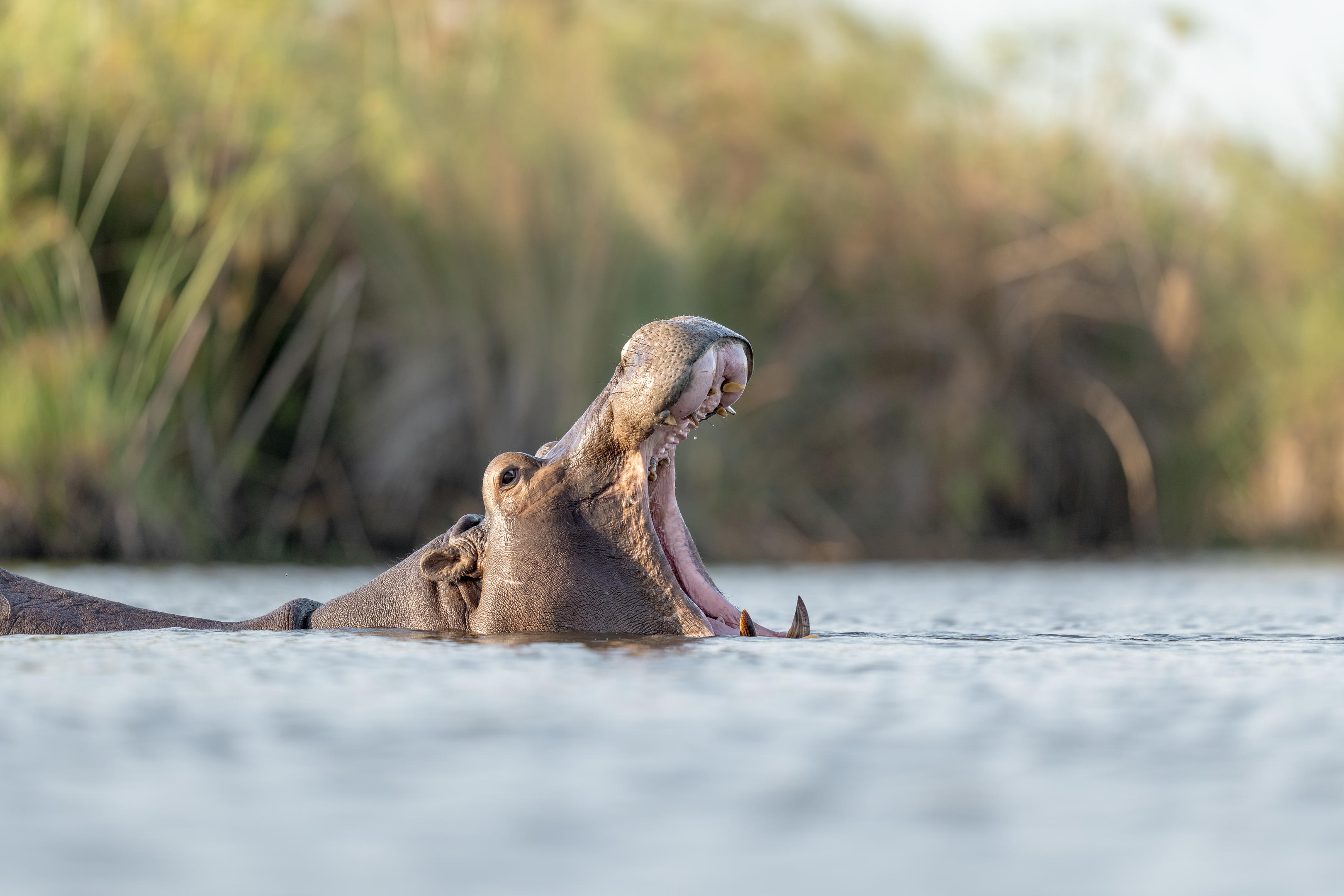 Berngo Safaris, LLC