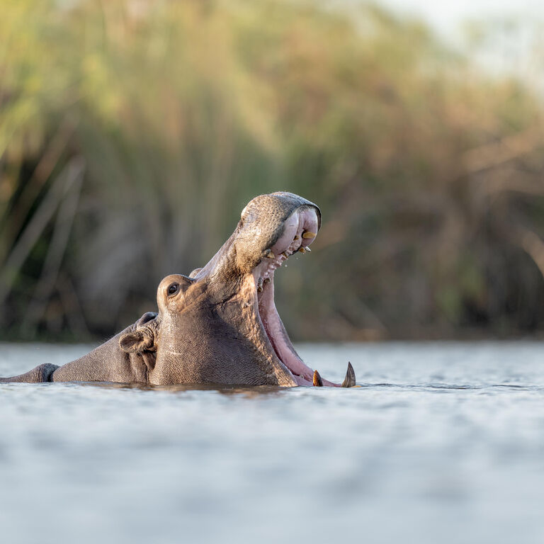 Berngo Safaris, LLC
