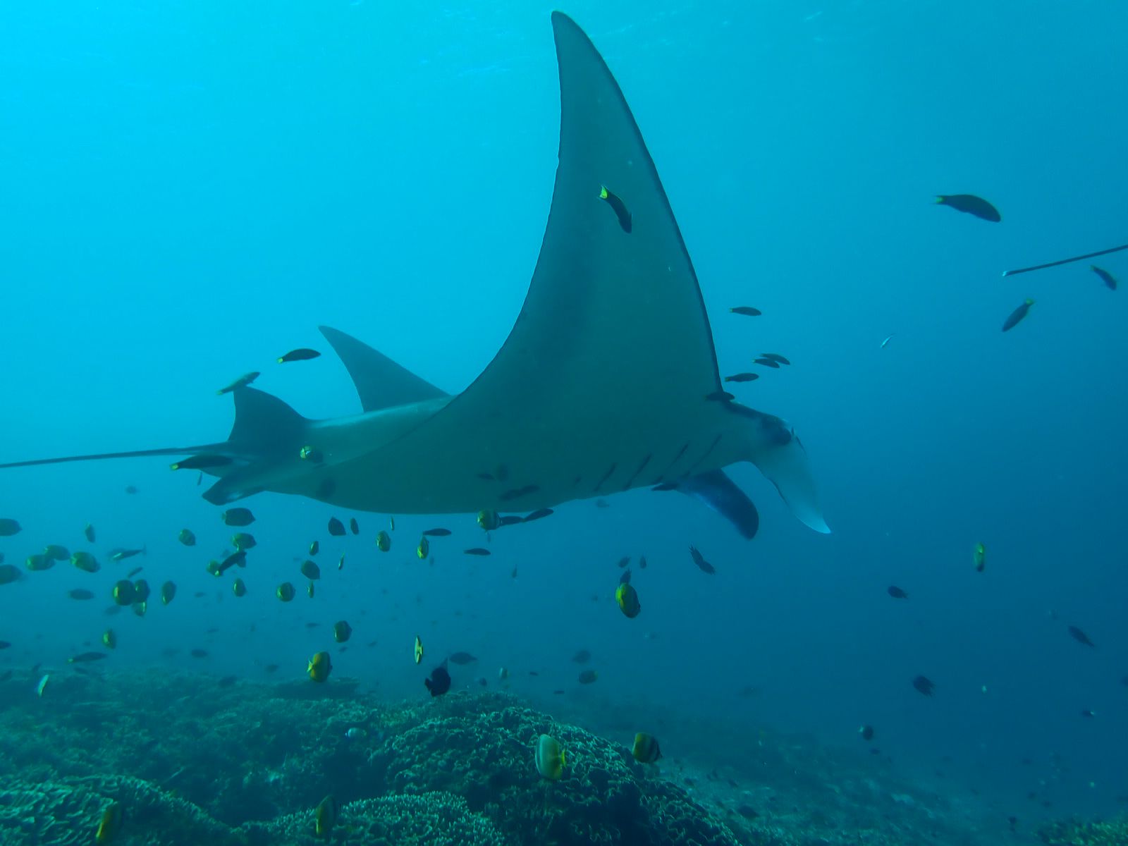 Komodo Travelcations