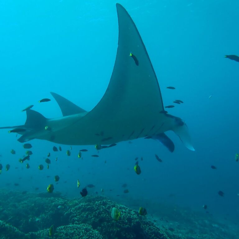Komodo Travelcations