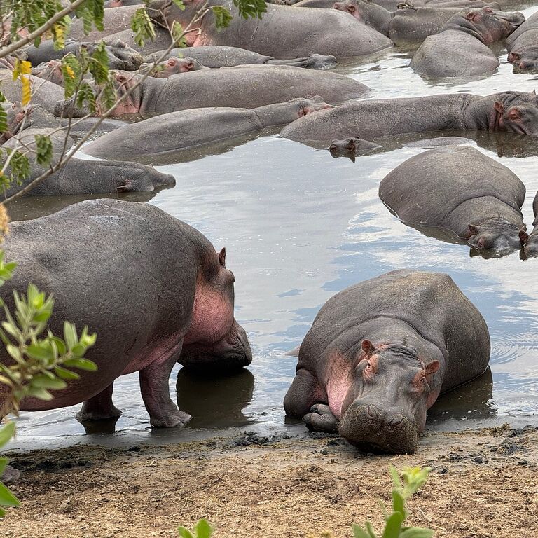TUSHIA SAFARIS TANZANIA