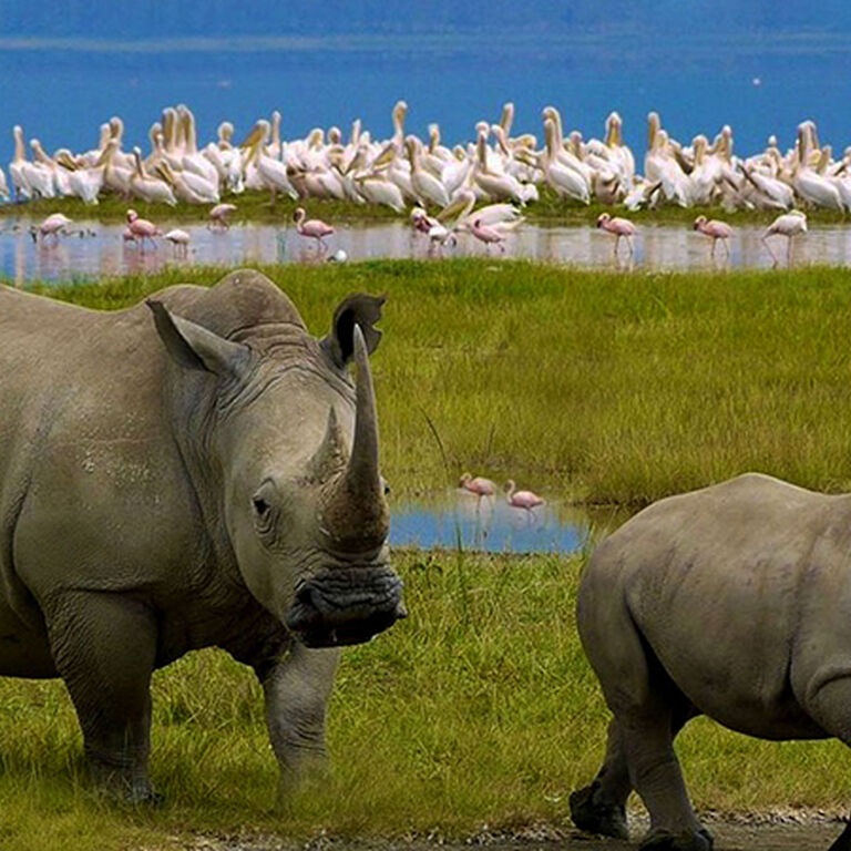 HIGH CLASS SAFARIS