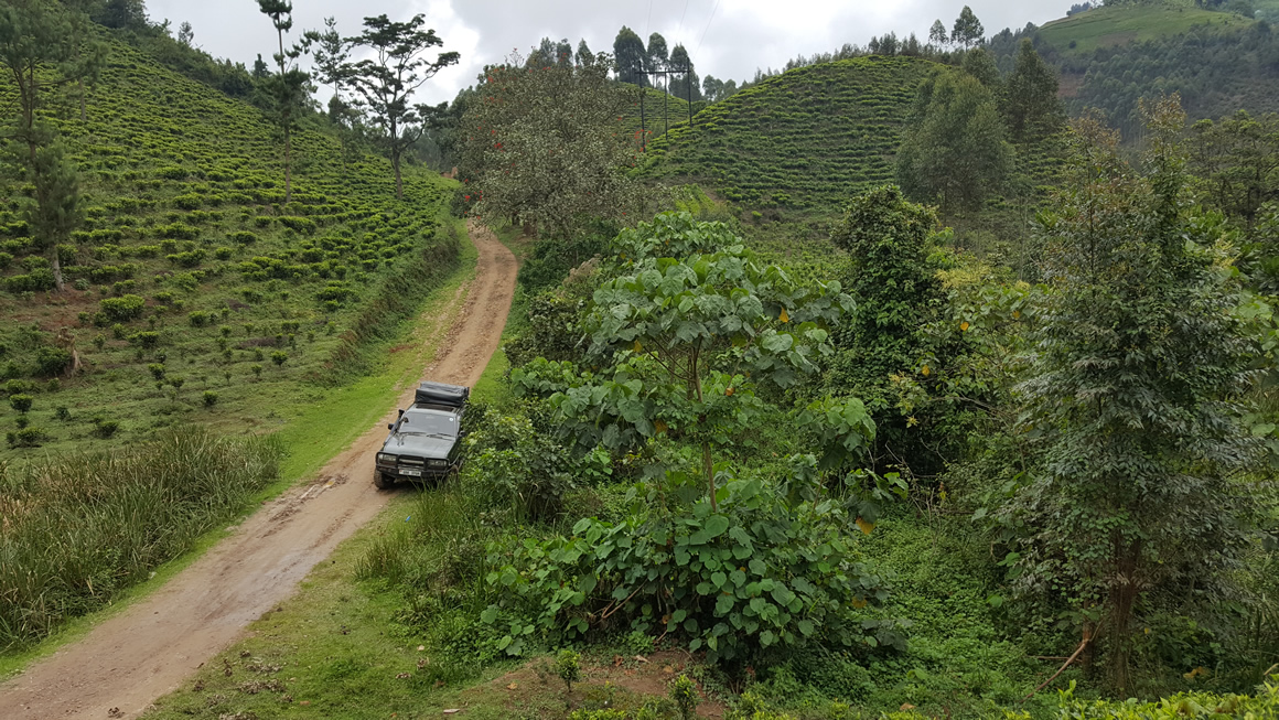Uganda Gorilla Tours