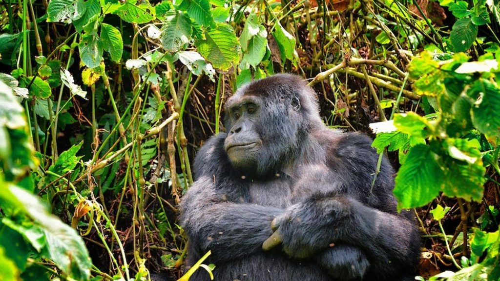 Uganda Gorilla Tours