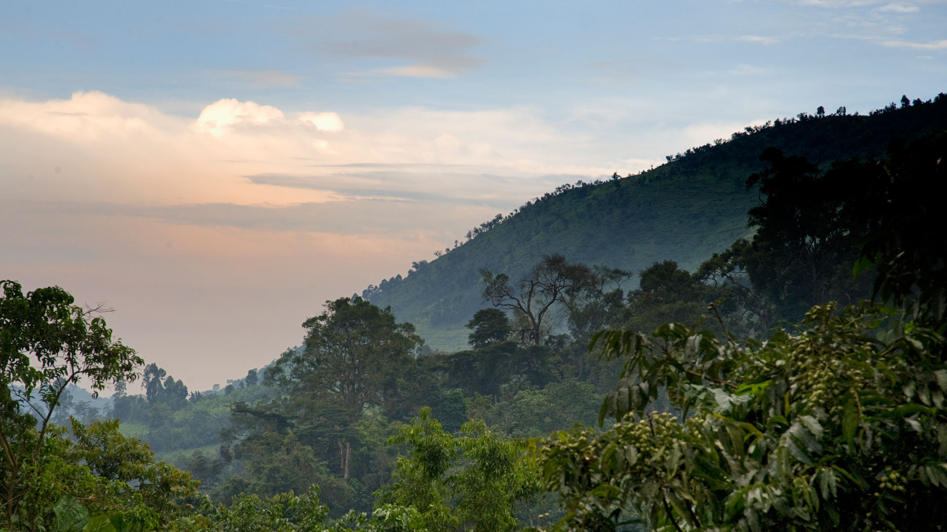 Uganda Gorilla Tours
