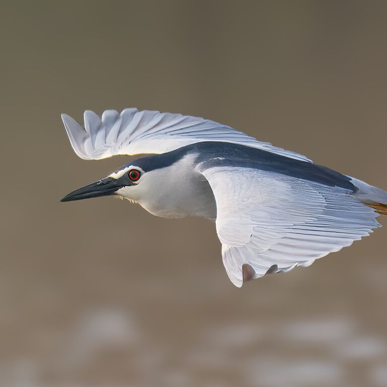 Portugal Birding