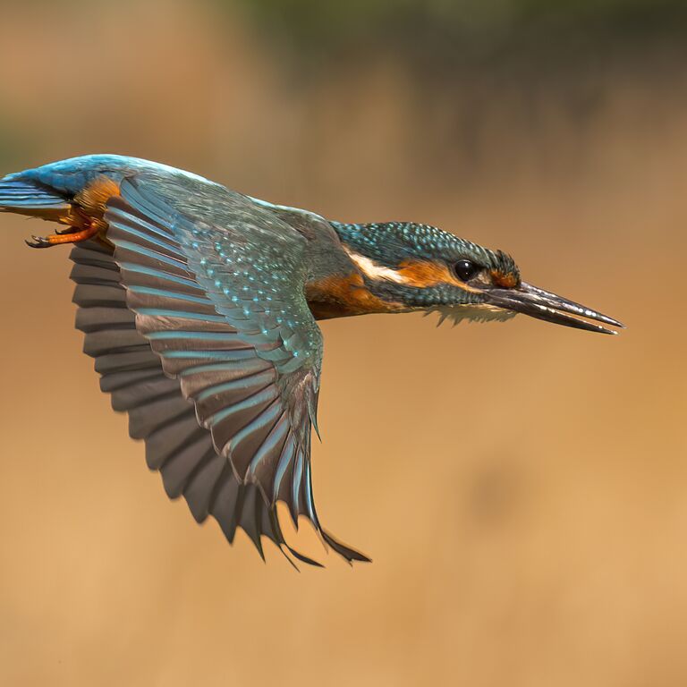 Portugal Birding