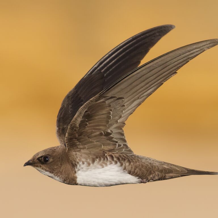 Portugal Birding