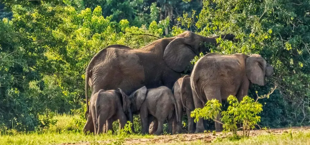 Uganda Safari Bookings