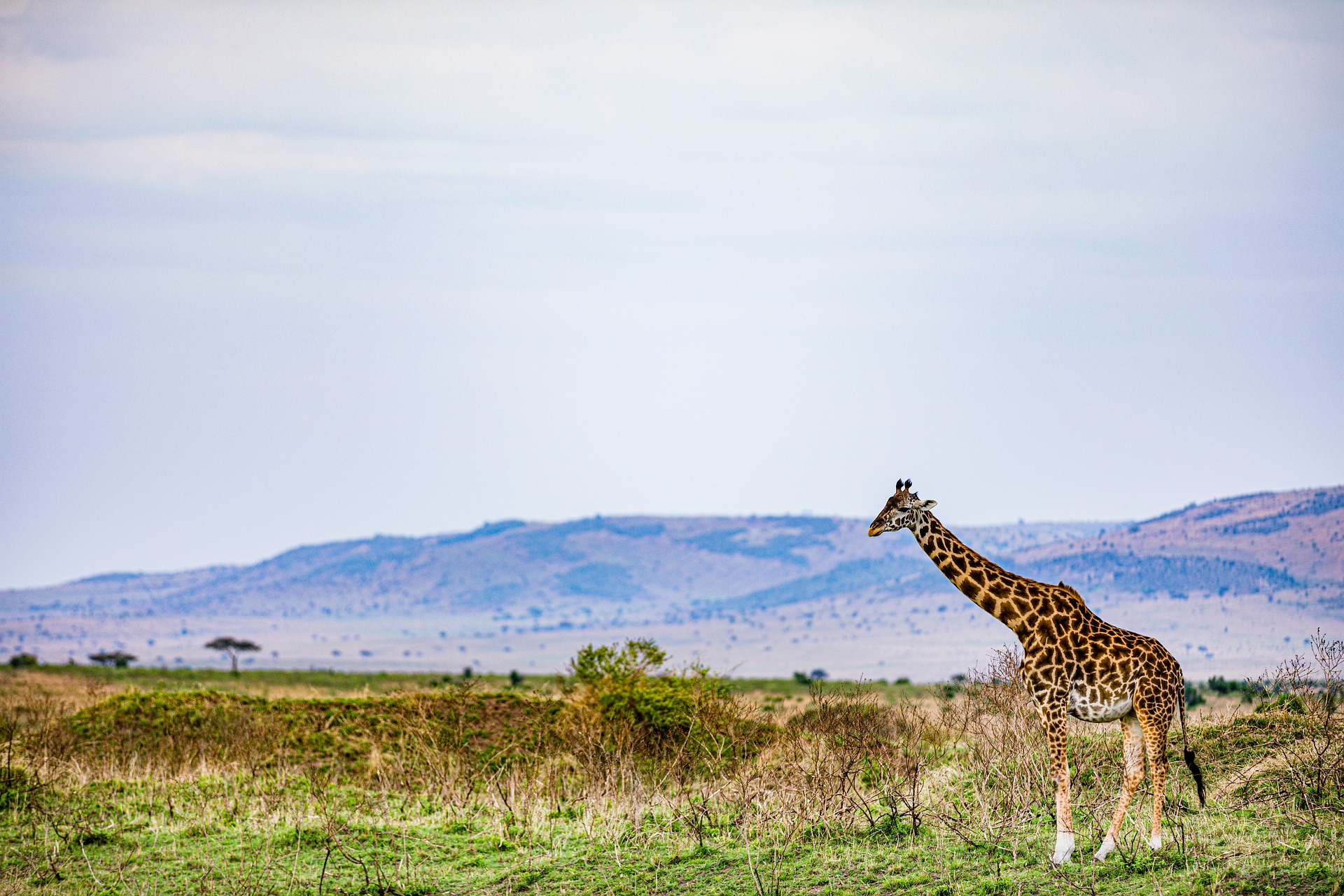 SIRINI SAFARIS LIMITED