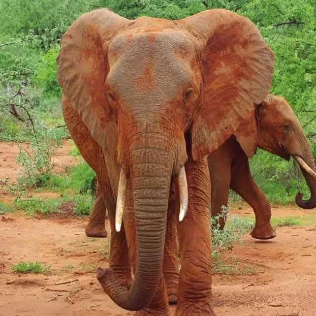 AfricanConnect Tours and Safaris