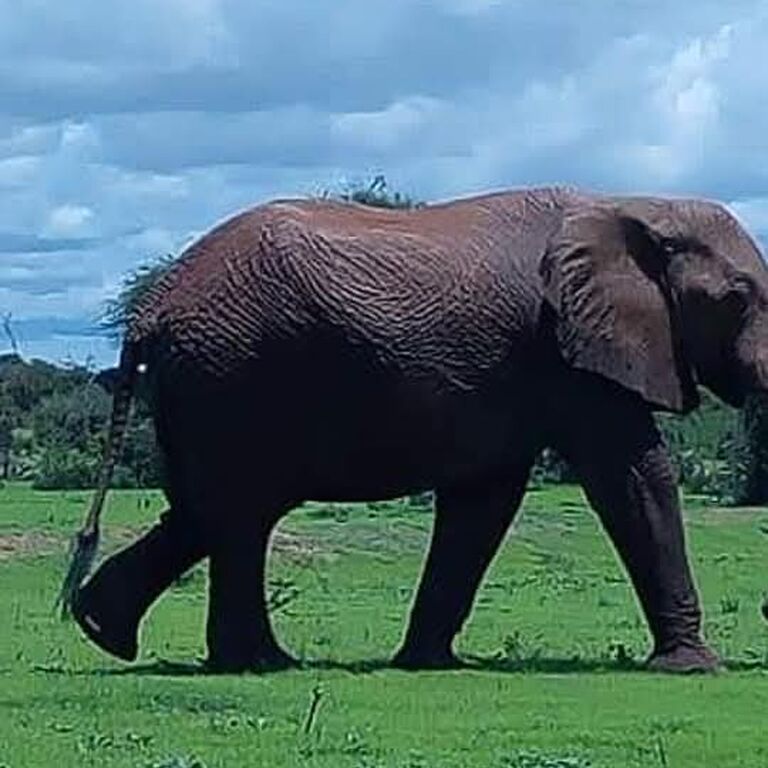 AfricanConnect Tours and Safaris