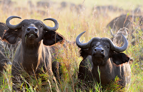 DK Safaris Uganda