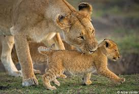 ADVENTURE SAFARI BOOKERS