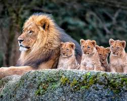 ADVENTURE SAFARI BOOKERS