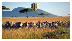 ADVENTURE SAFARI BOOKERS
