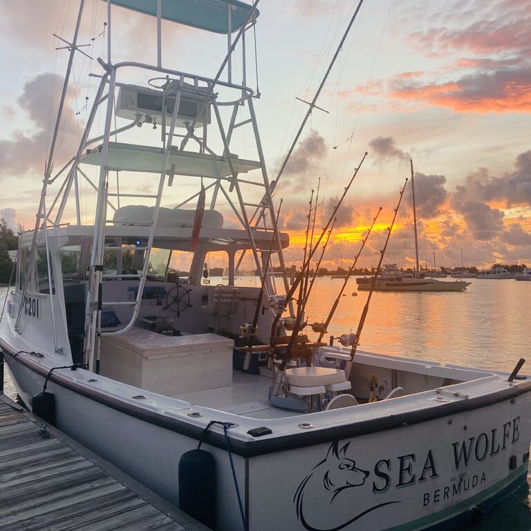 Sea Wolfe Sportfishing  Charters