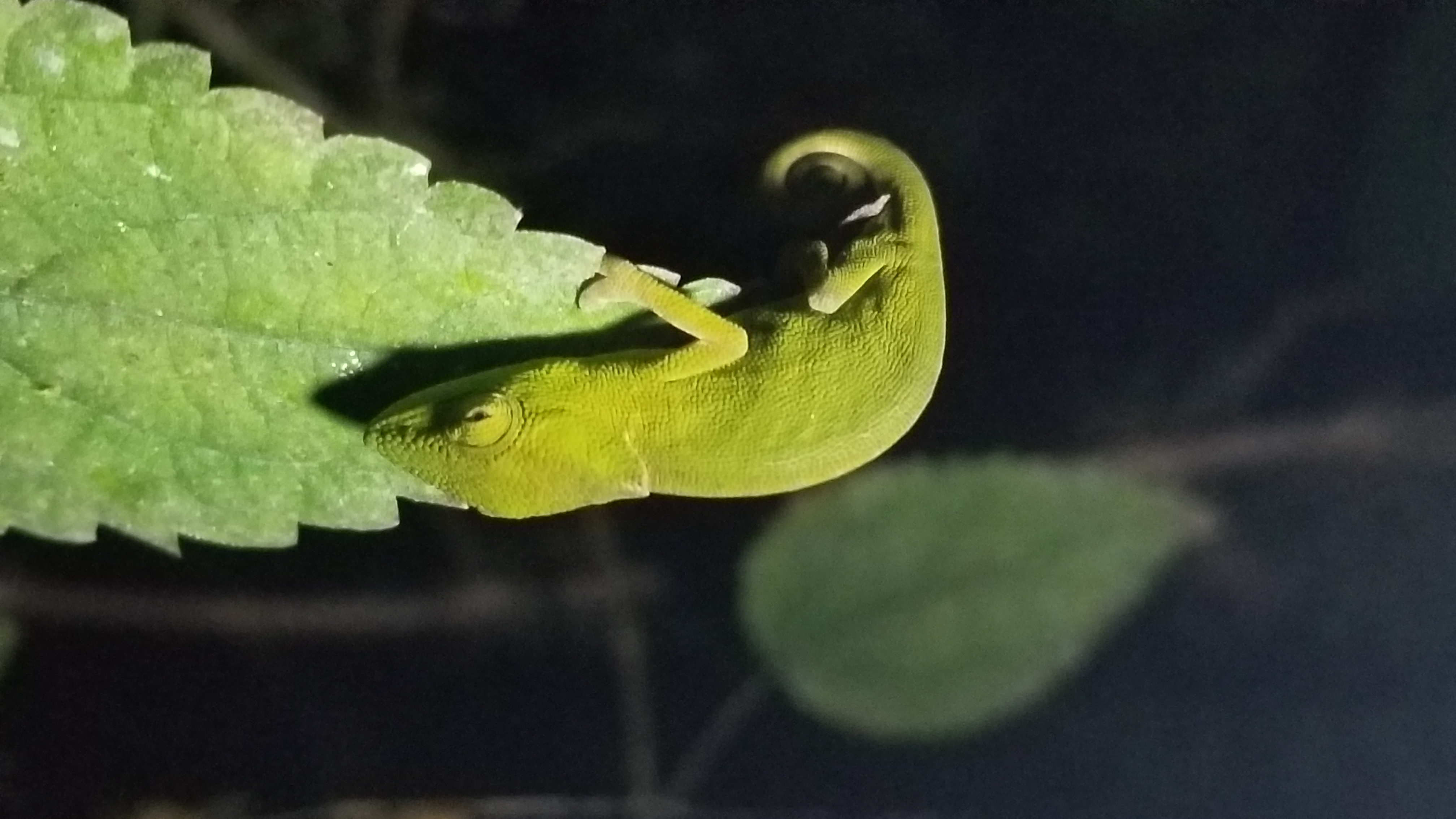 MADAGASCAR UNIQUE DISCOVERY TOURS (MUDT)