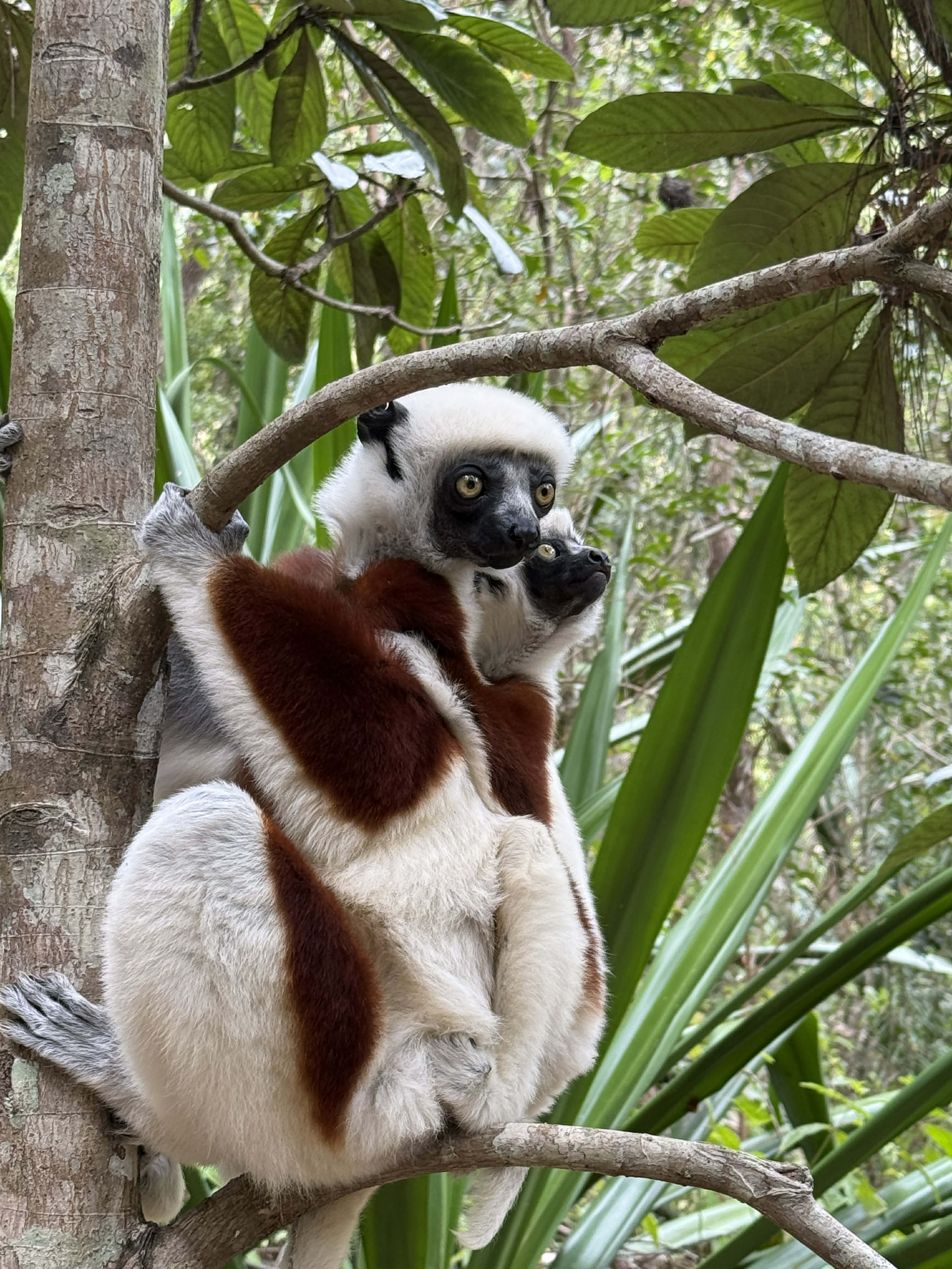 MADAGASCAR UNIQUE DISCOVERY TOURS (MUDT)