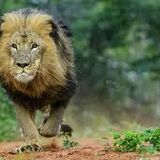 ROBBIN HOOD SAFARIS
