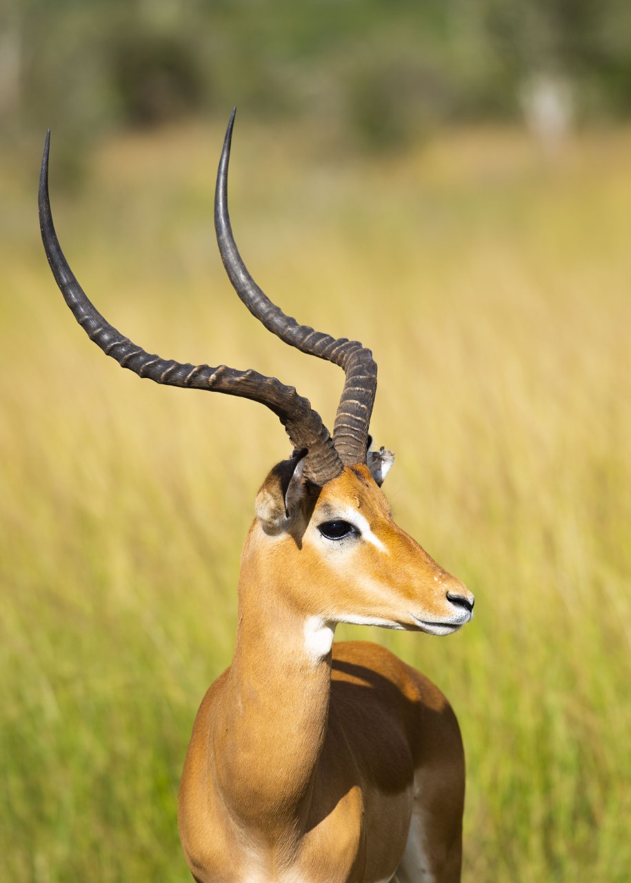 Go Safaris Africa Ltd