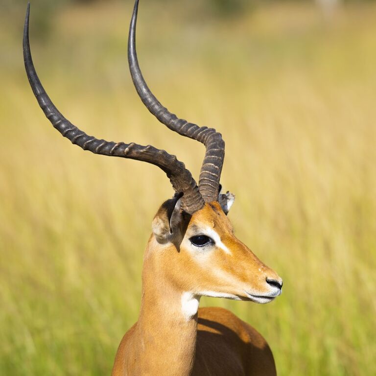Go Safaris Africa Ltd