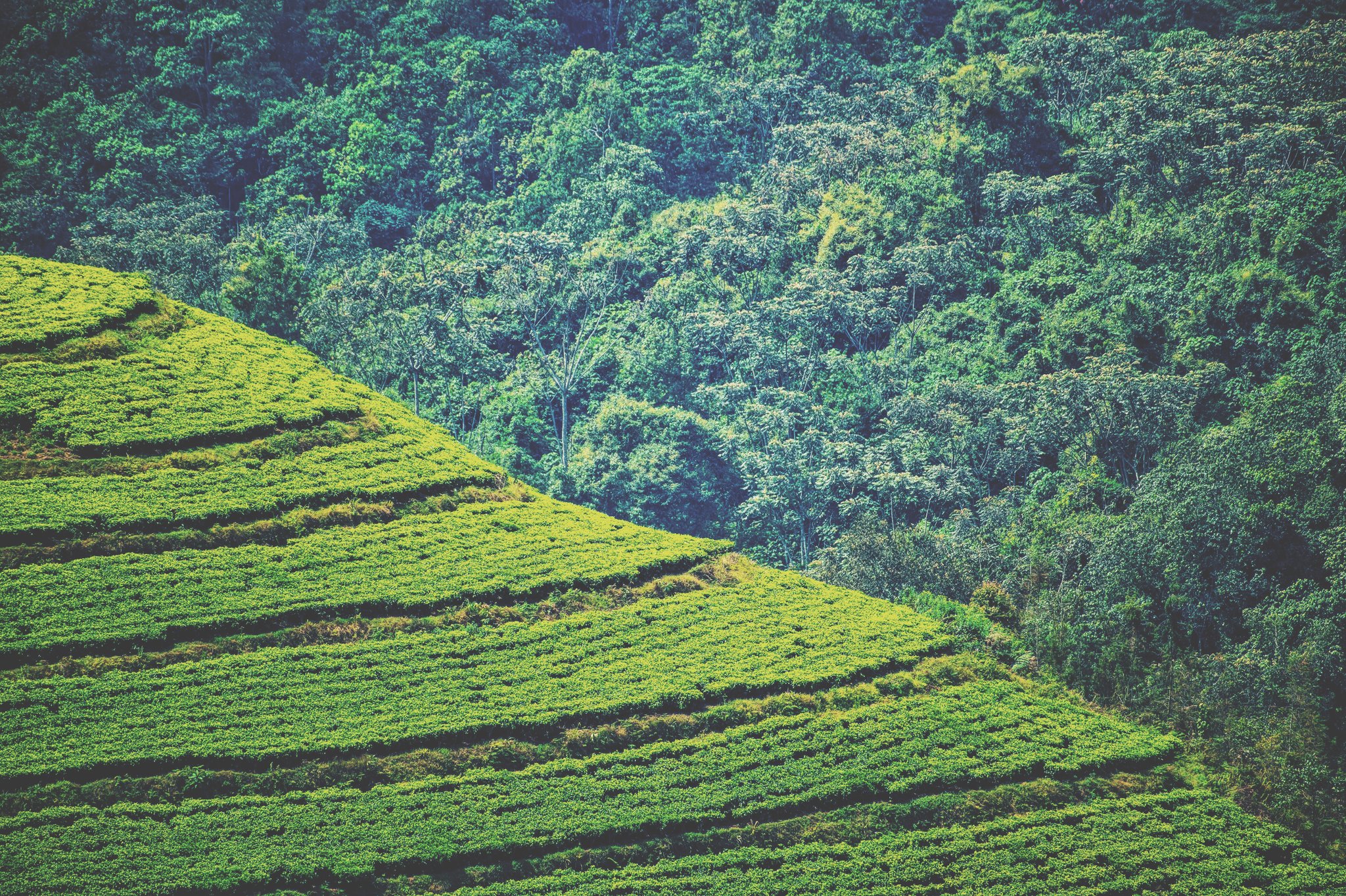 Go Safaris Africa Ltd