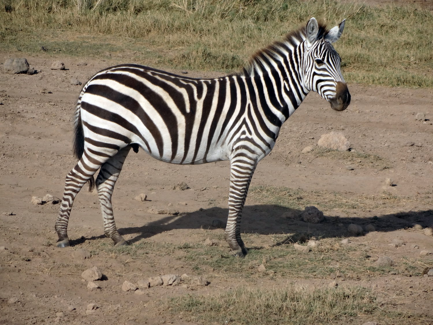 Tour Web Africa Holidays