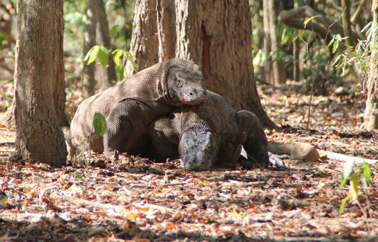 BEYOND KOMODO TOUR