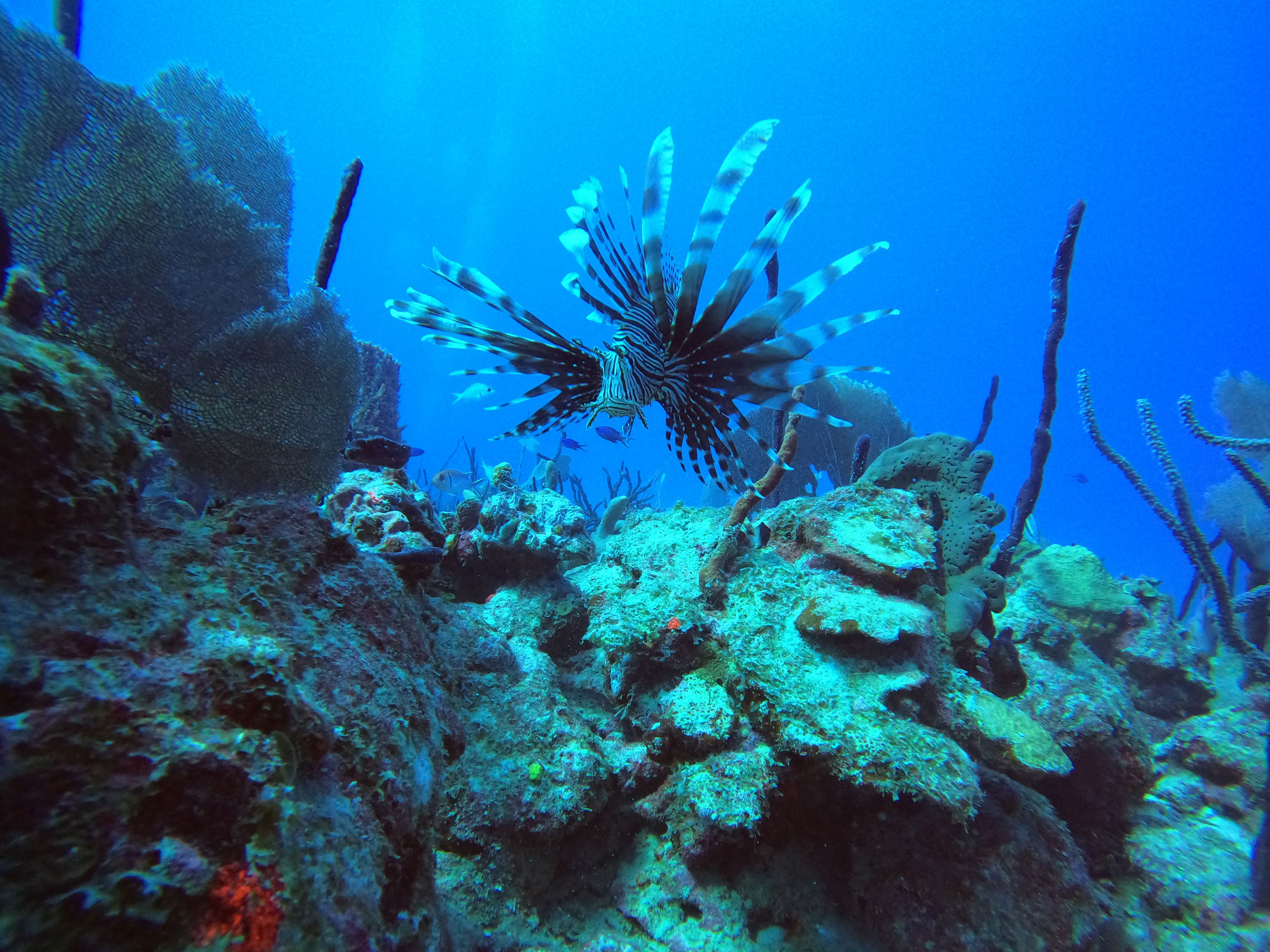 Scuba ID
