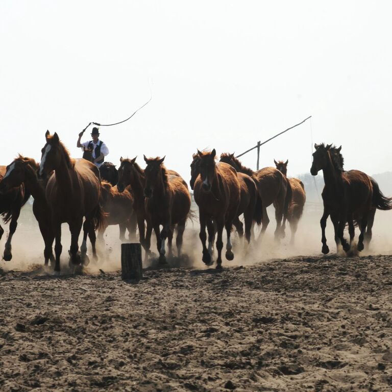 Bugac Stud Farm