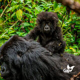 Gap Travels Uganda