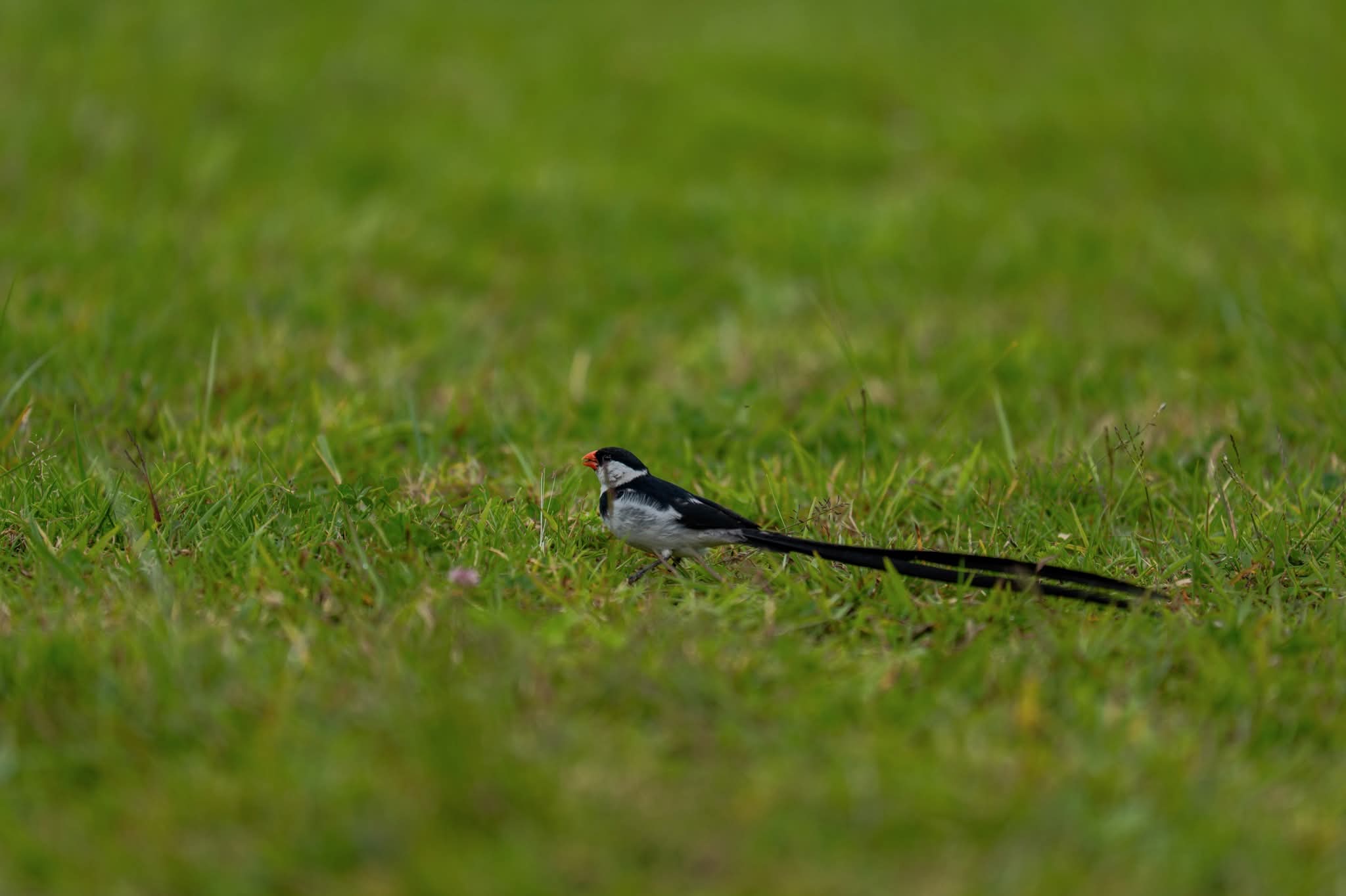 Birding Exhibition Tours