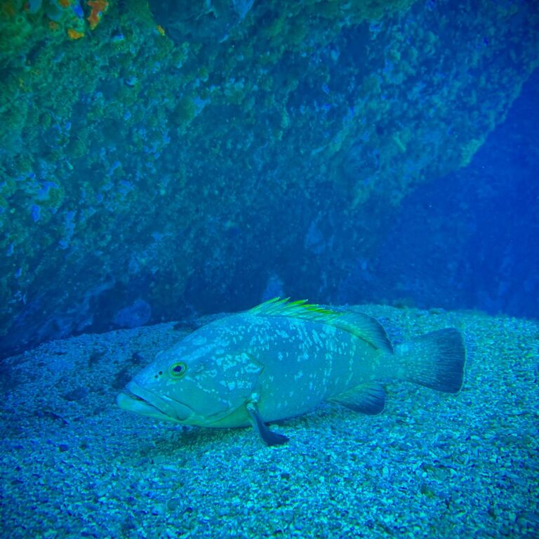 Pollo Diving Asd