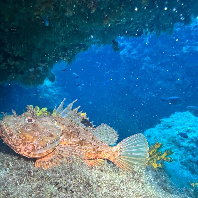 Pollo Diving Asd
