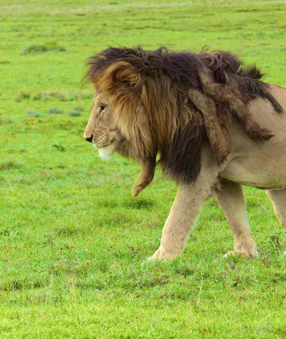 Nyayo Tours